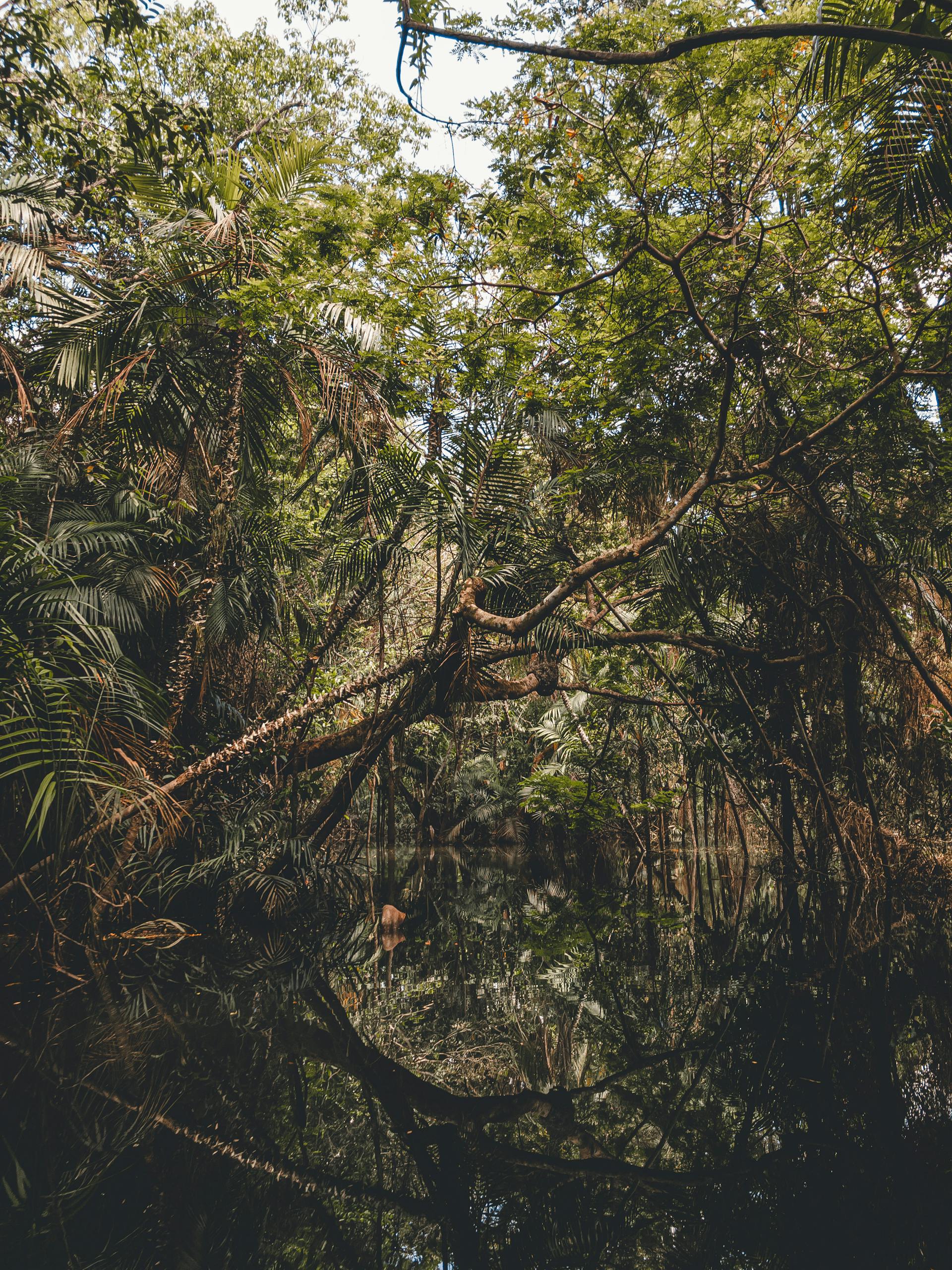 Holiday in Brazil.Dense and vibrant Amazon rainforest capturing the essence of nature in Alter do Chão, Brazil.